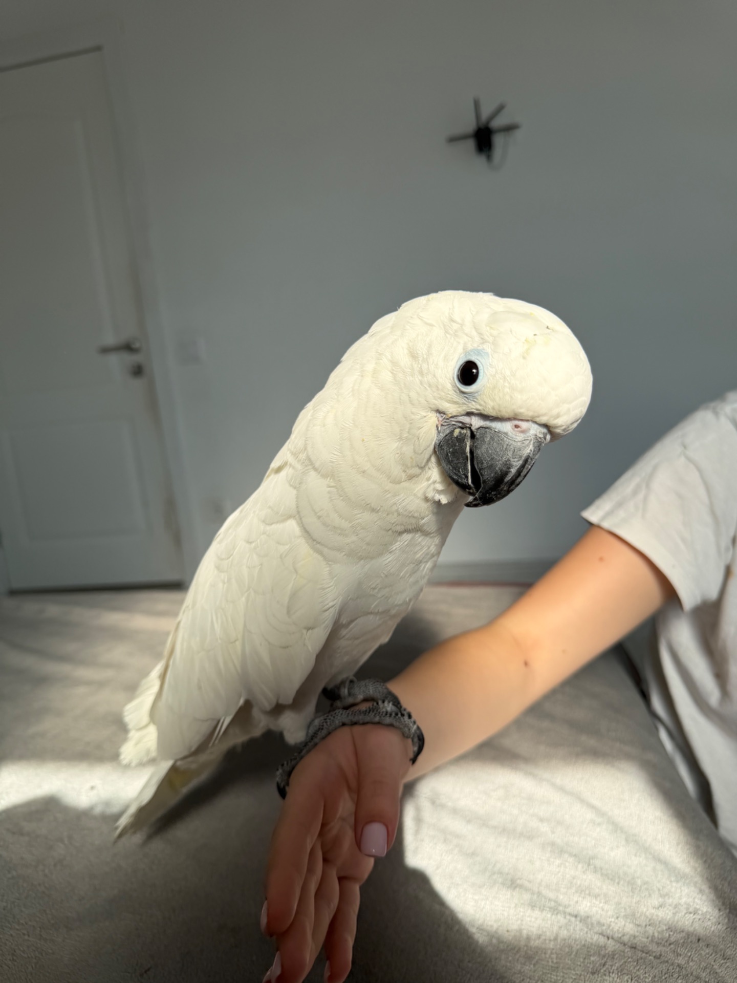 Какаду Альба