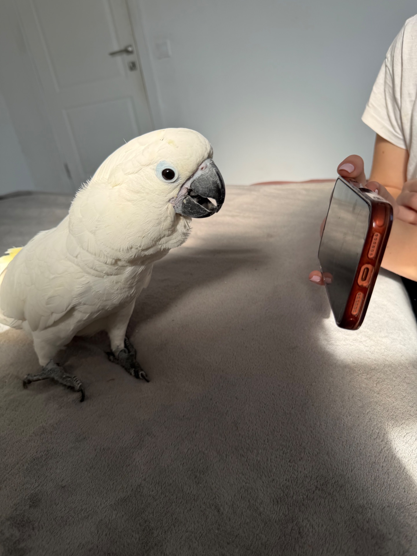 Какаду Альба