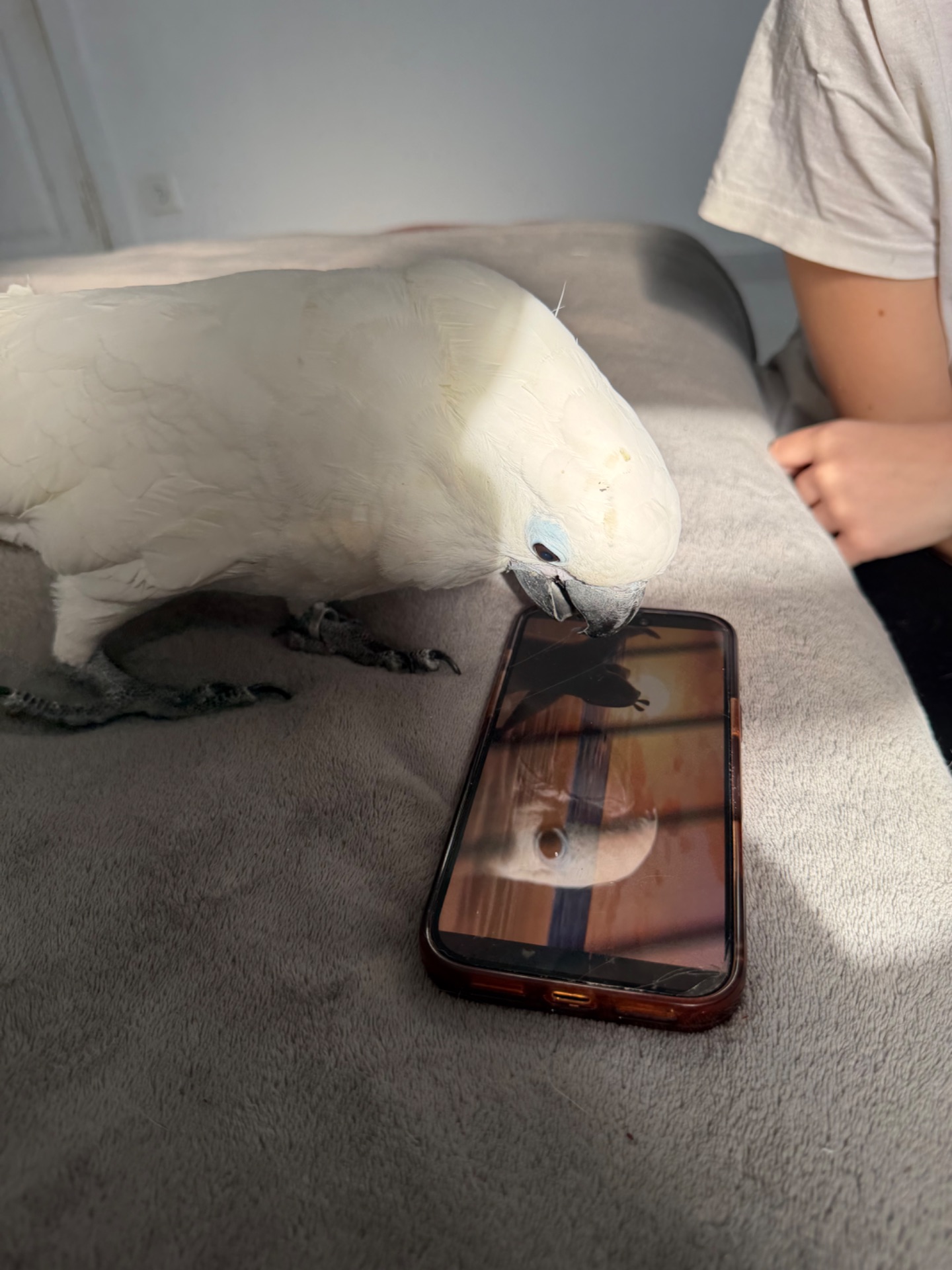 Какаду Альба