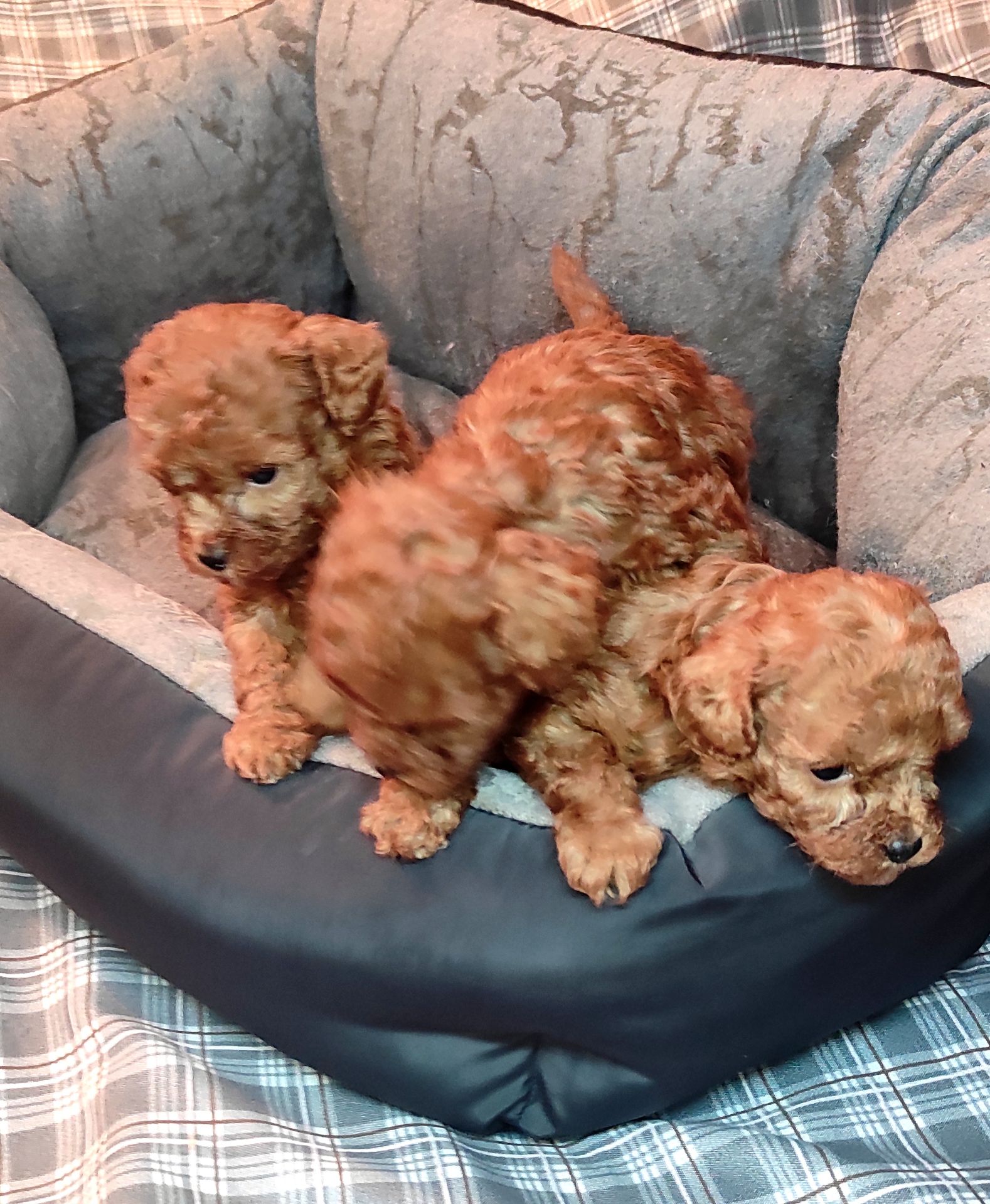 Той Пудель Ред Браун з документами клубу