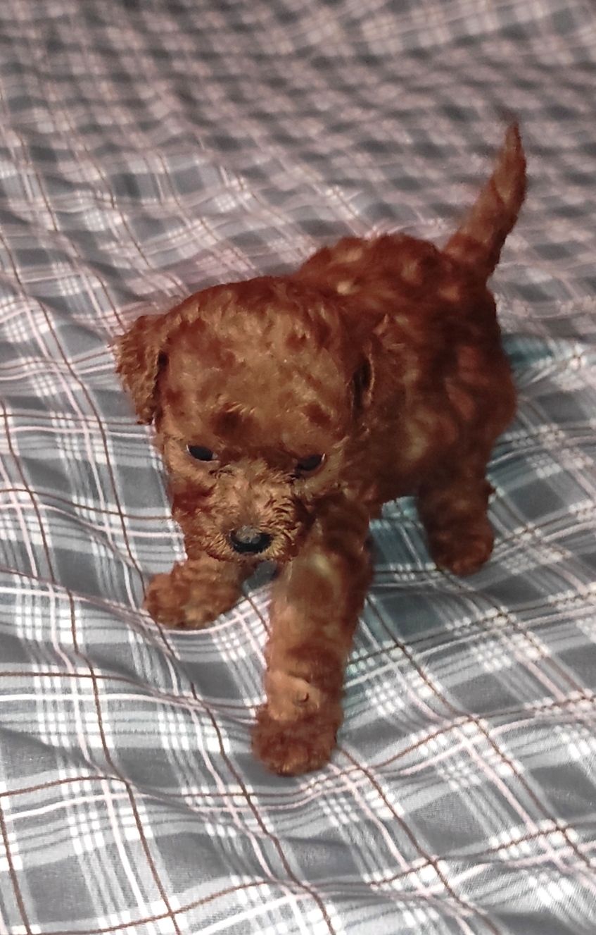 Той Пудель Ред Браун з документами клубу