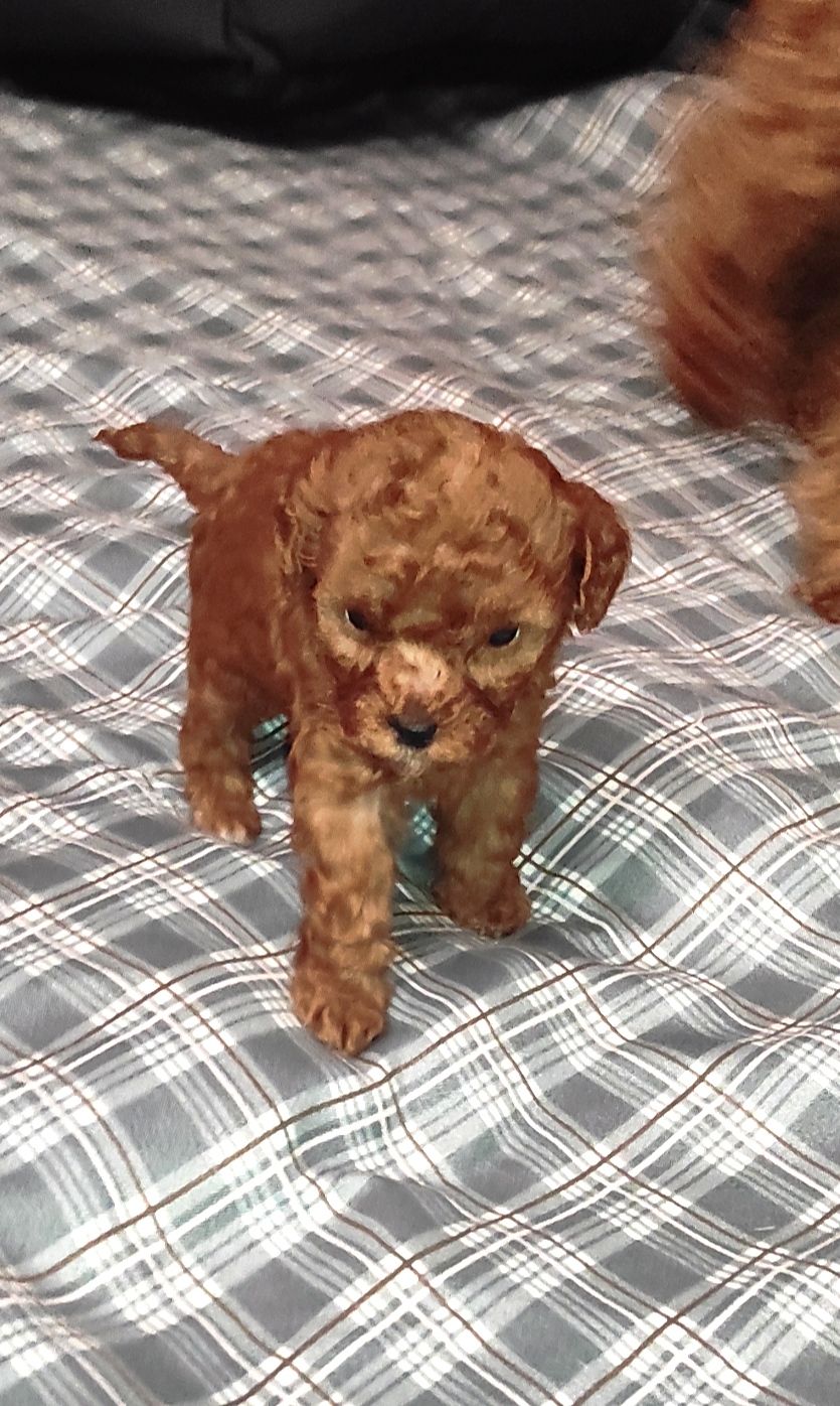 Той Пудель Ред Браун з документами клубу