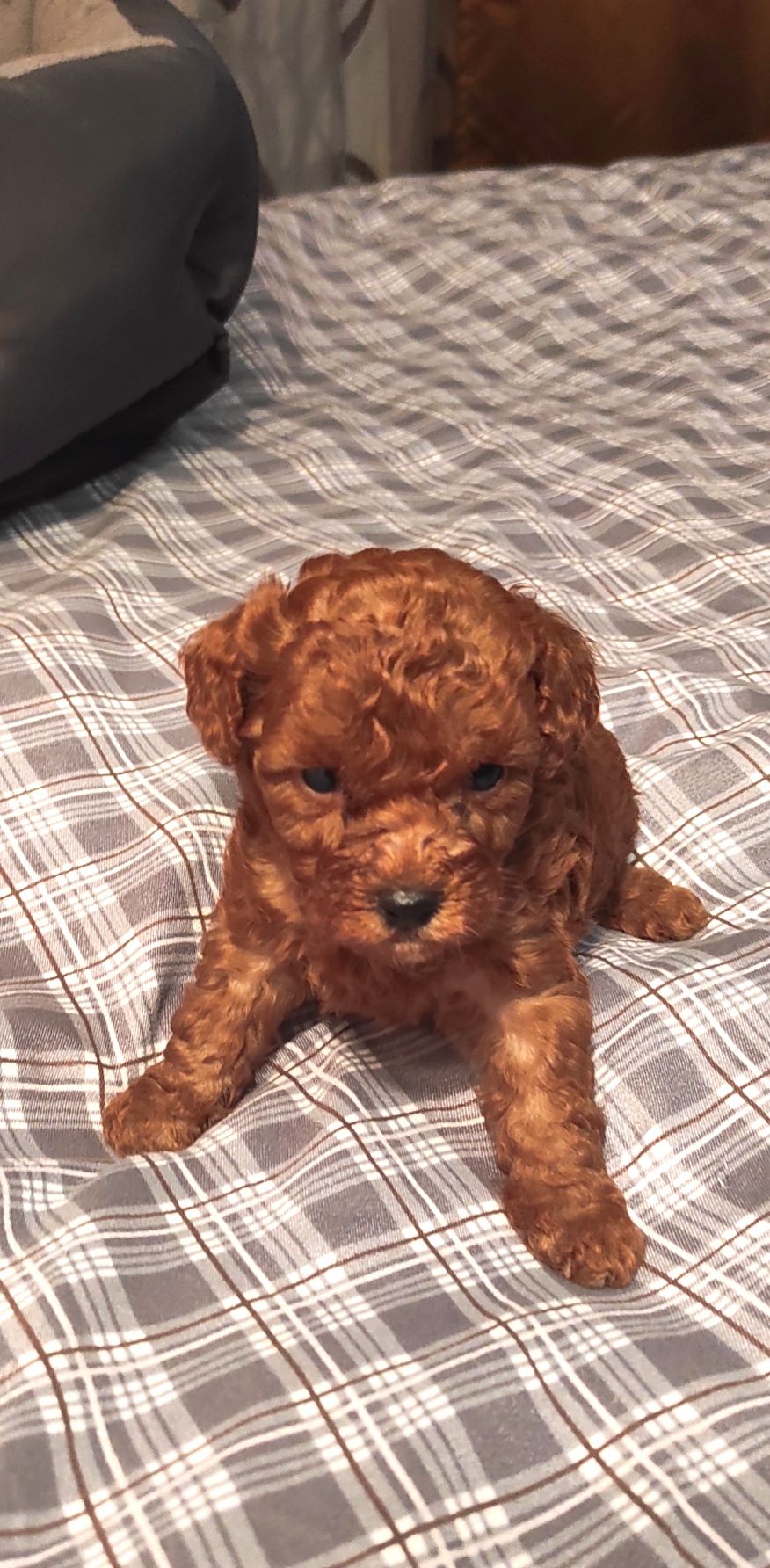 Той Пудель Ред Браун з документами клубу