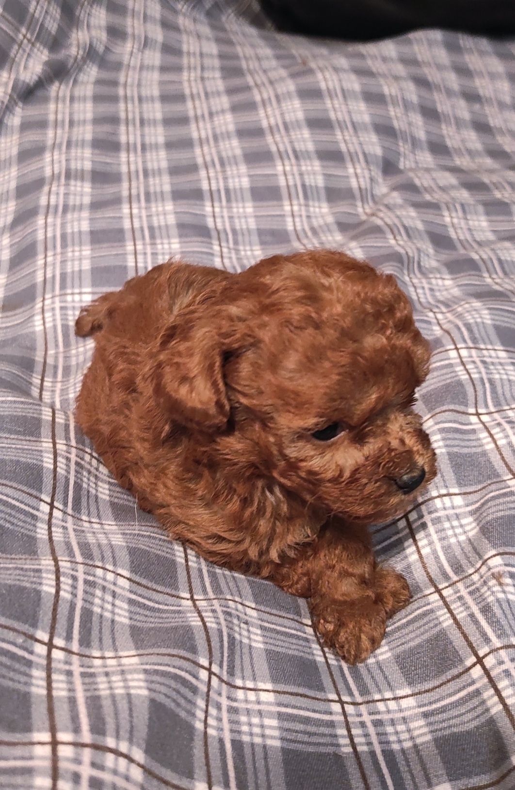 Той Пудель Ред Браун з документами клубу