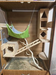 Шиншила дівчинка 1,5 року. Доставка по Києву