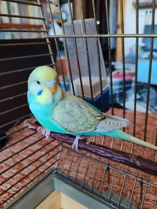 Волнистый попугай