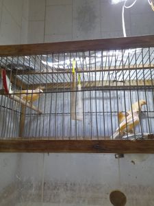 Елитные птенцы от красных канареек