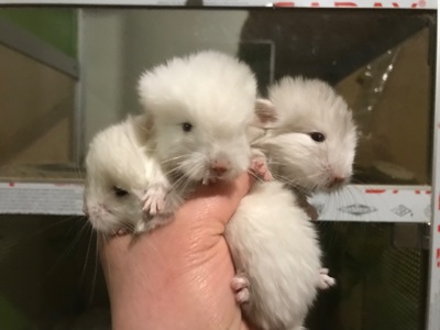 Братик та сестричка білорожеві ебоні носії рексу та фіолету, можливо сапфіру та ангори