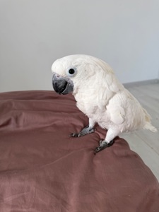 Какаду Альба