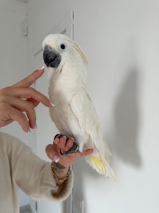 Какаду Альба