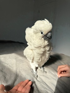 Какаду Альба