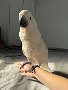 Какаду Альба