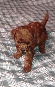 Той Пудель Ред Браун з документами клубу