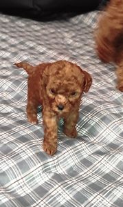 Той Пудель Ред Браун з документами клубу