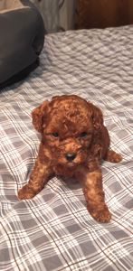 Той Пудель Ред Браун з документами клубу