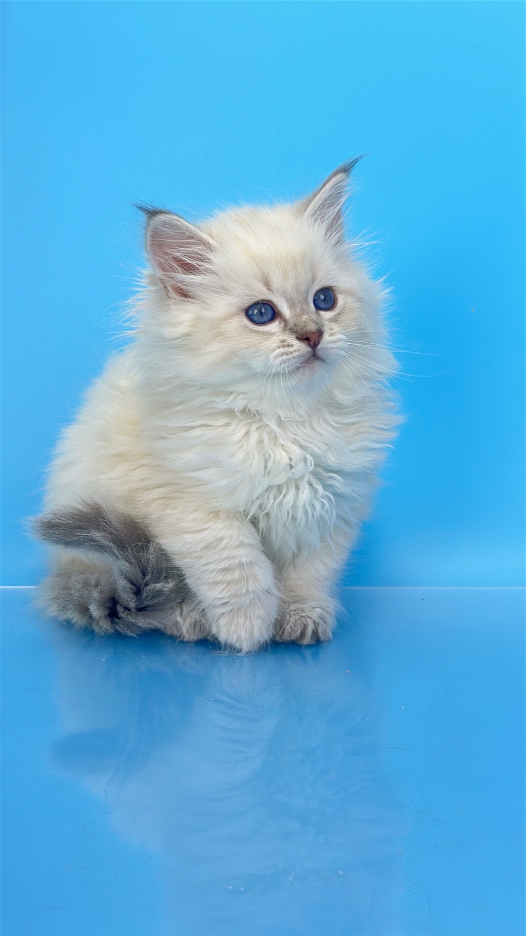 Шикарний невський маскарадний хлопчик з документами