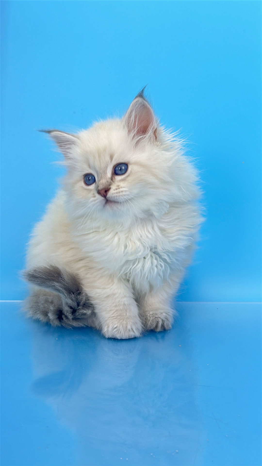 Шикарний невський маскарадний хлопчик з документами