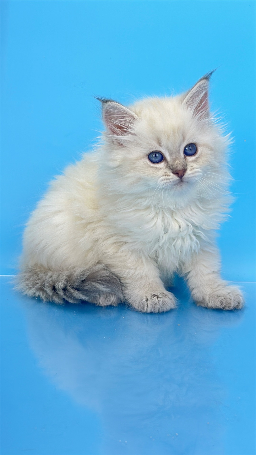 Шикарний невський маскарадний хлопчик з документами