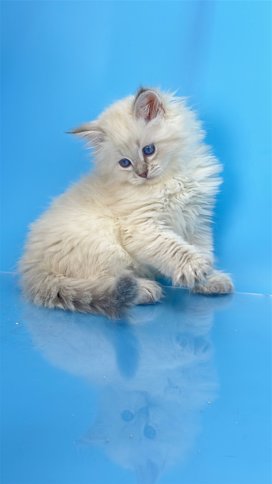 Шикарний невський маскарадний хлопчик з документами