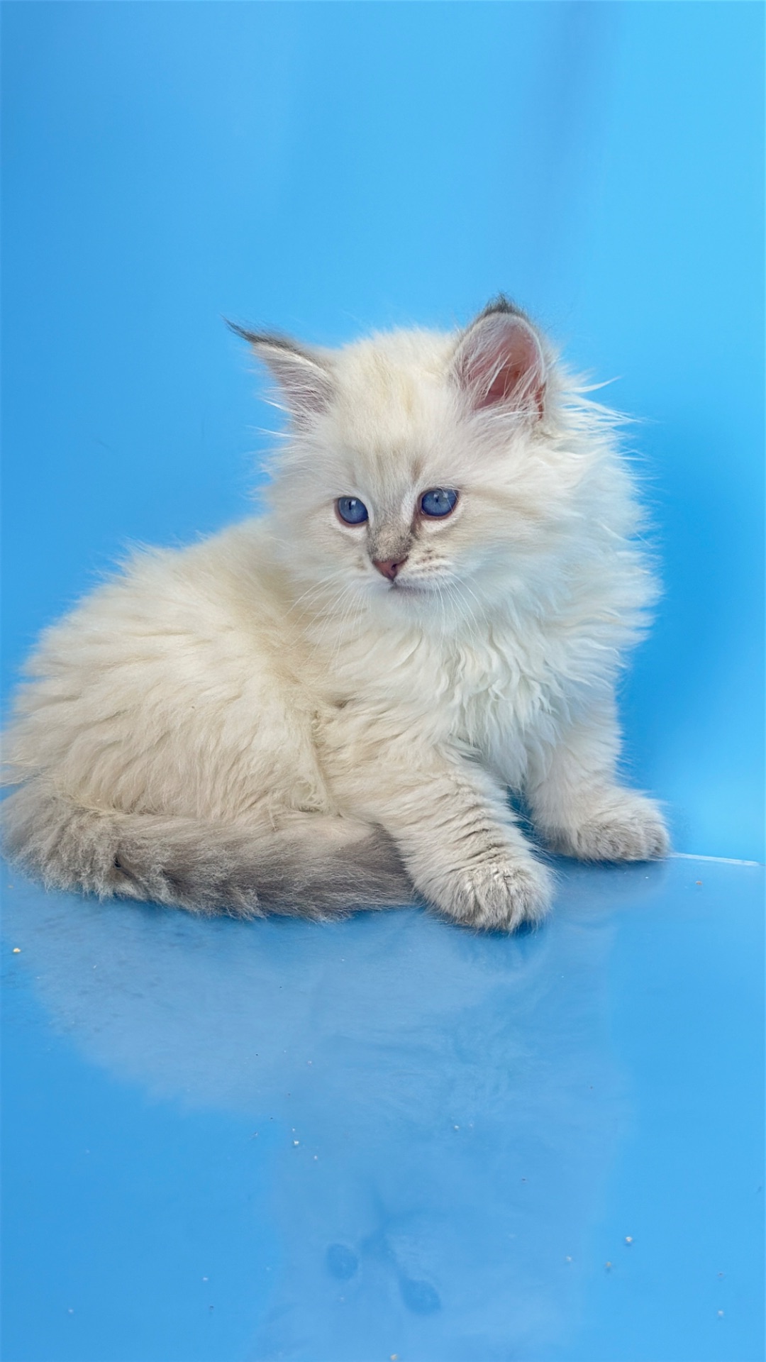 Шикарний невський маскарадний хлопчик з документами