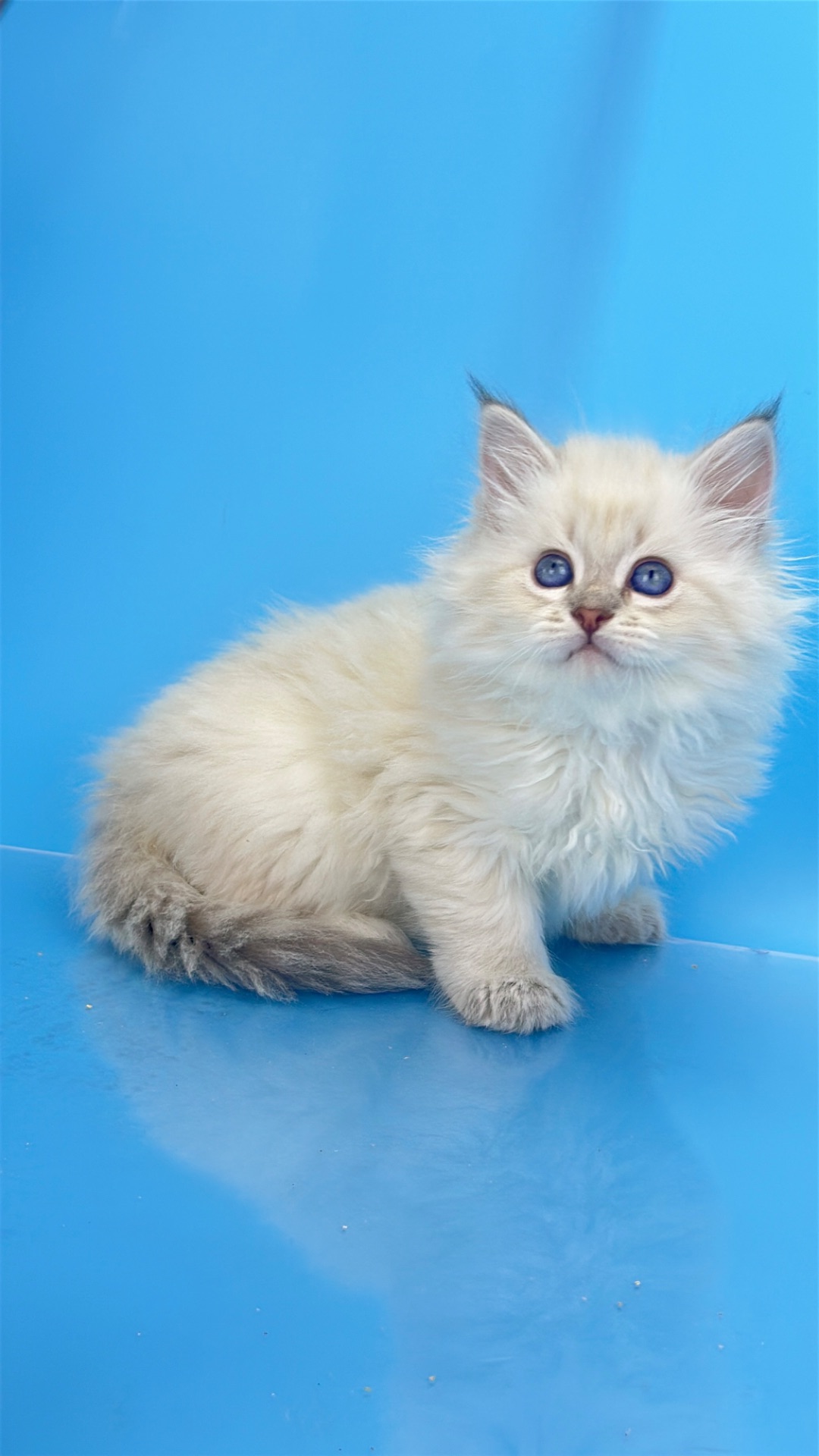 Шикарний невський маскарадний хлопчик з документами