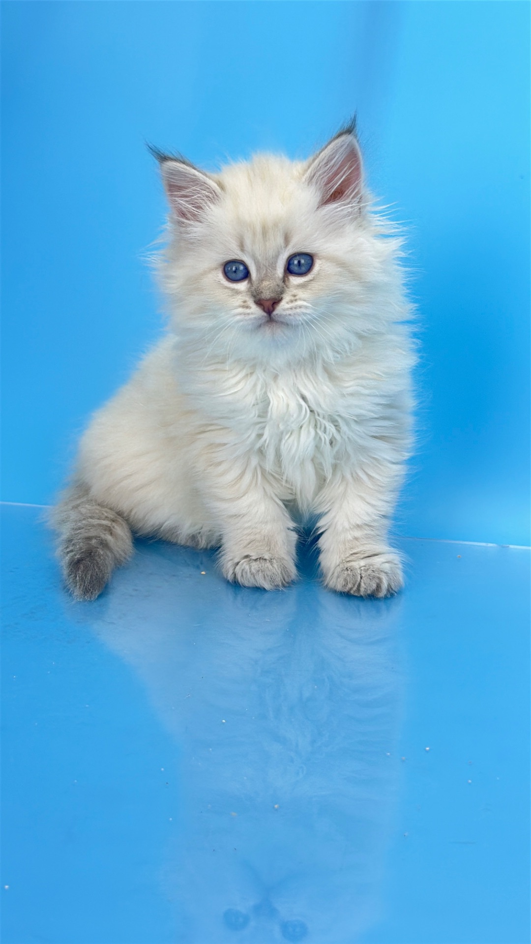 Шикарний невський маскарадний хлопчик з документами