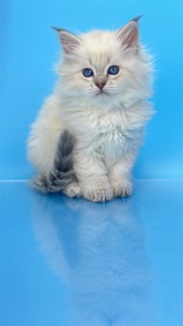 Шикарний невський маскарадний хлопчик з документами