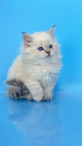 Шикарний невський маскарадний хлопчик з документами