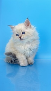 Шикарний невський маскарадний хлопчик з документами