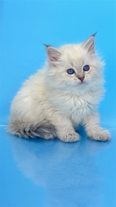 Шикарний невський маскарадний хлопчик з документами