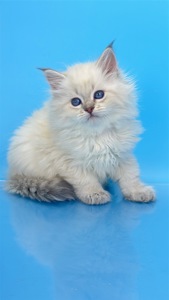 Шикарний невський маскарадний хлопчик з документами