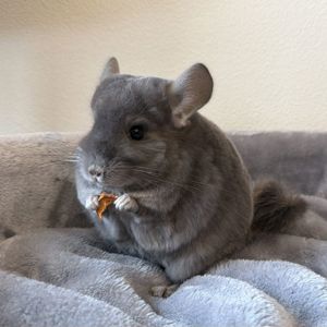 Молодая самочка шиншиллы Фиолетэбони