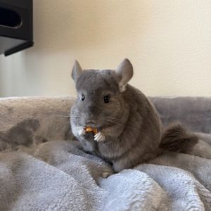 Молодая самочка шиншиллы Фиолетэбони