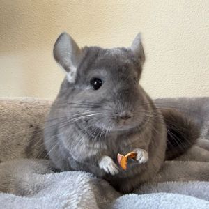 Молодая самочка шиншиллы Фиолетэбони