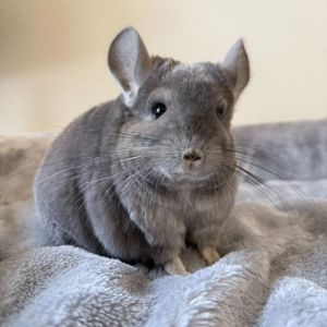Молодая самочка шиншиллы Фиолетэбони