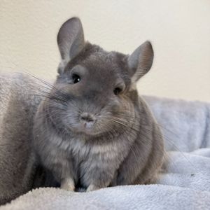 Молодая самочка шиншиллы Фиолетэбони