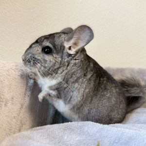 Молодой самец шиншиллы стандарт носитель эбони