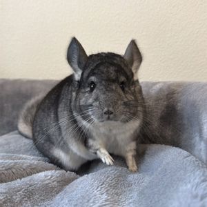 Молодой самец шиншиллы стандарт носитель эбони