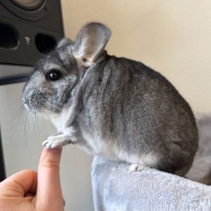 Молодой самец шиншиллы стандарт носитель эбони