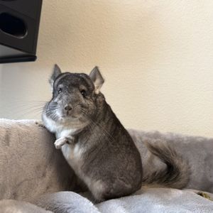 Молодой самец шиншиллы стандарт носитель эбони