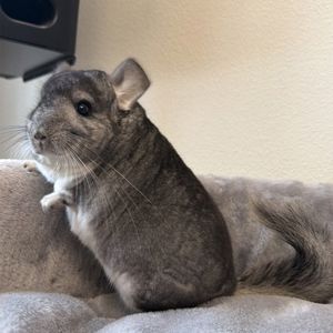 Молодой самец шиншиллы стандарт носитель эбони