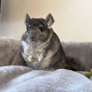 Молодой самец шиншиллы стандарт носитель эбони