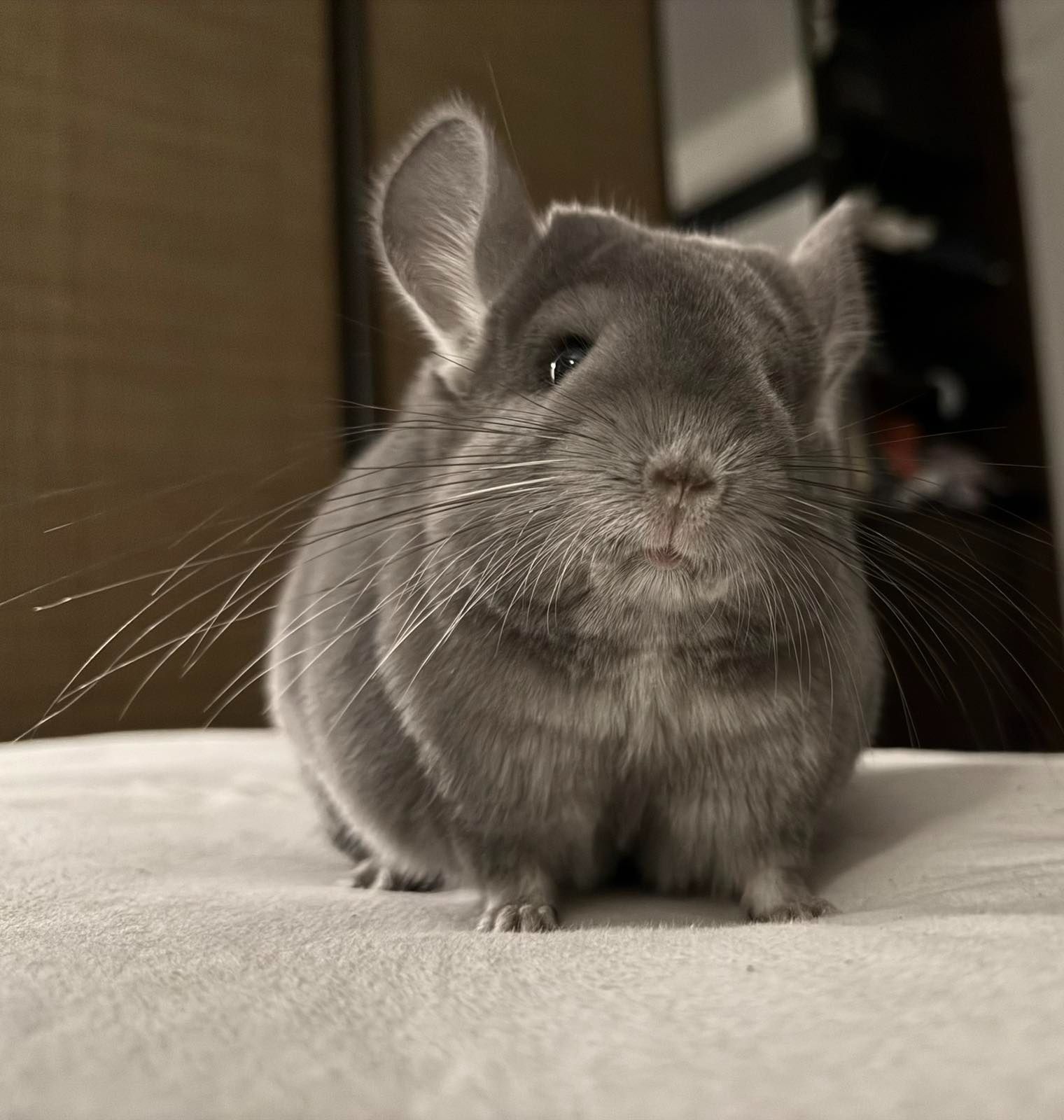 Молодая самочка шиншиллы Фиолетэбони