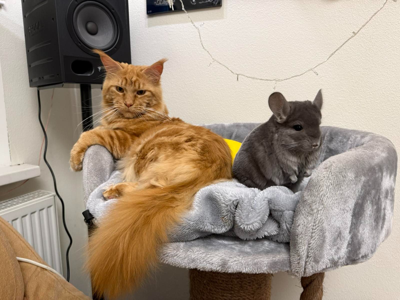 Молодая самочка шиншиллы Фиолетэбони