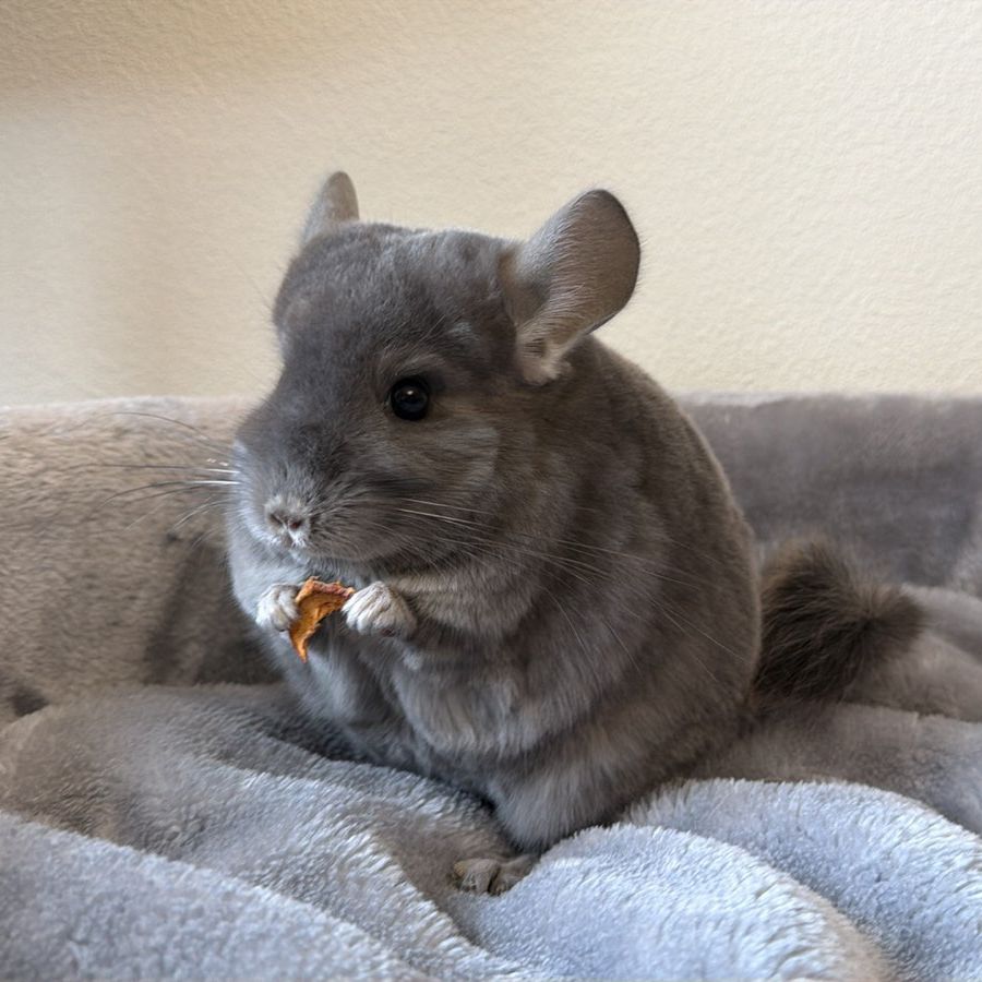 Молодая самочка шиншиллы Фиолетэбони