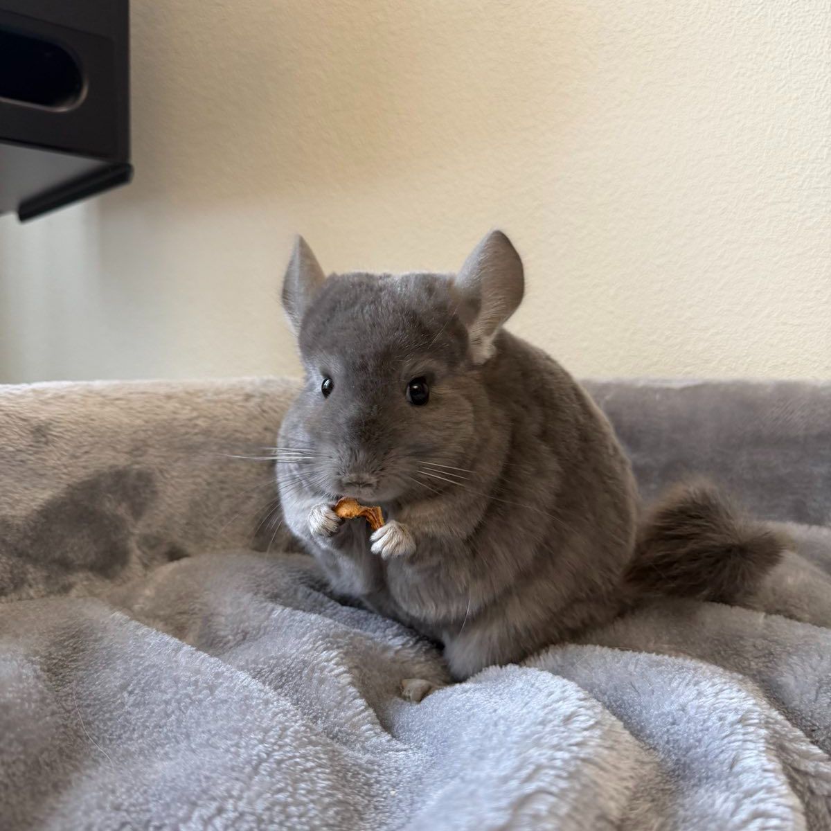 Молодая самочка шиншиллы Фиолетэбони