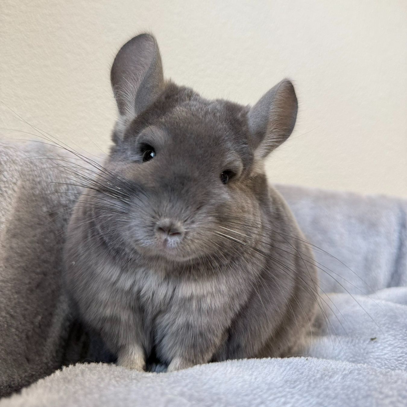 Молодая самочка шиншиллы Фиолетэбони