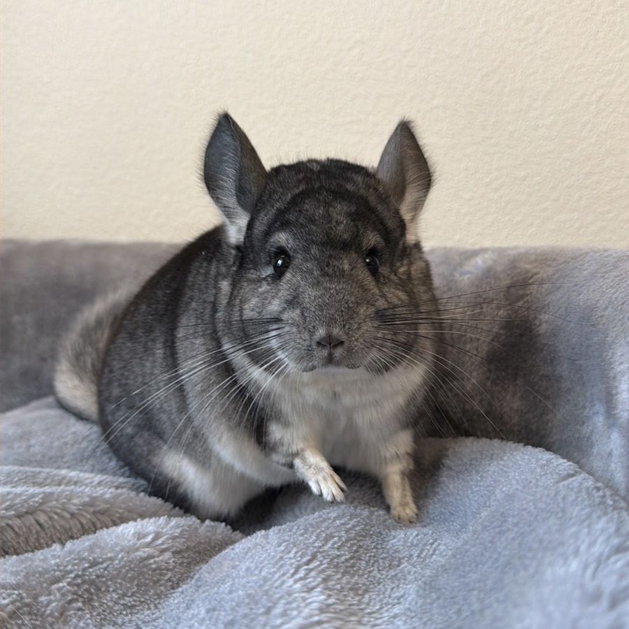 Молодой самец шиншиллы стандарт носитель эбони