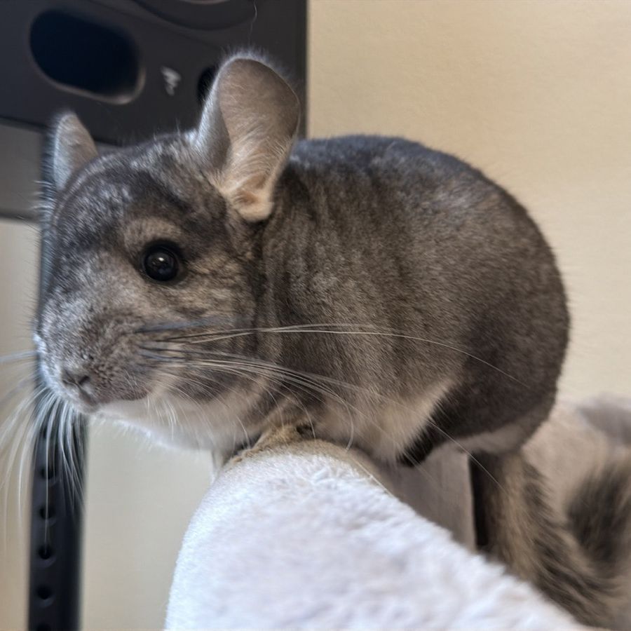 Молодой самец шиншиллы стандарт носитель эбони