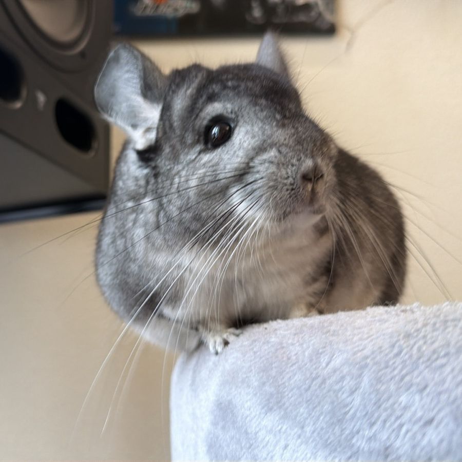 Молодой самец шиншиллы стандарт носитель эбони